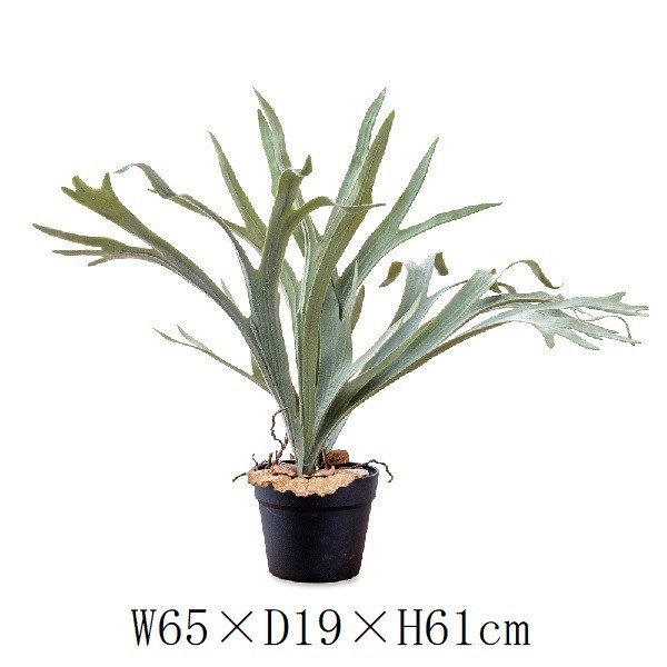 コウモリラン po-80977 : BATON - 通販 - Yahoo!ショッピング