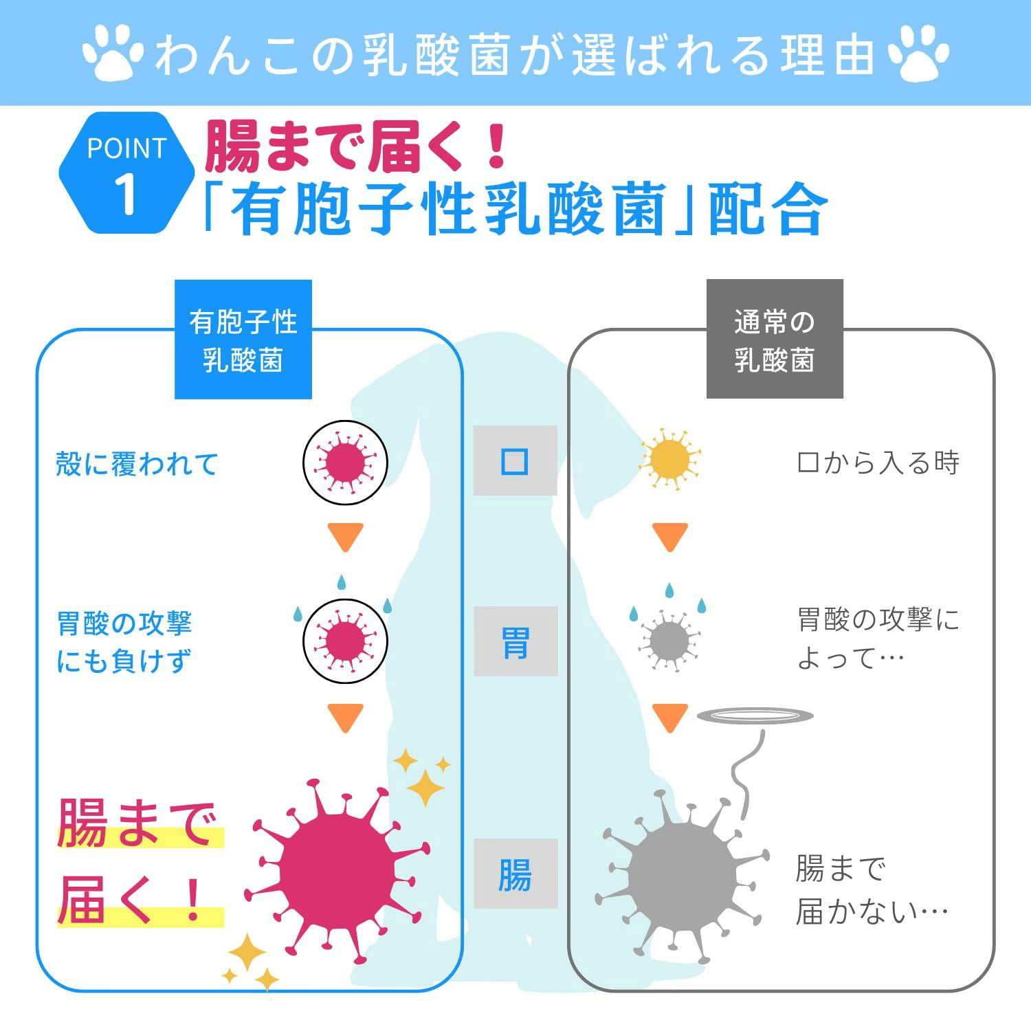 腸まで届く有胞子乳酸菌を配合