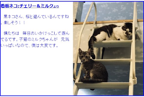 パールイズミ（PEARL IZUMI） 即納S621-B プリントジャージ 12）桜と猫