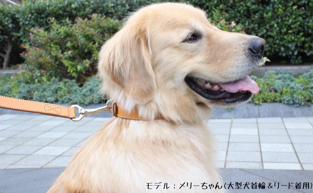 本革サドルレザーリード 小型犬 幅17mm ウィスキーキャメル色 栃木レザー 長さ選択可 １３０cmまで カフェリードあり 高級ヌメ革 Ri Do Kogata Uisuki Kyameru 1 Be Beltry 通販 Yahoo ショッピング