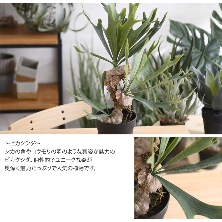 観葉植物 フェイクグリーン インテリアグリーン コウモリラン 卓上
