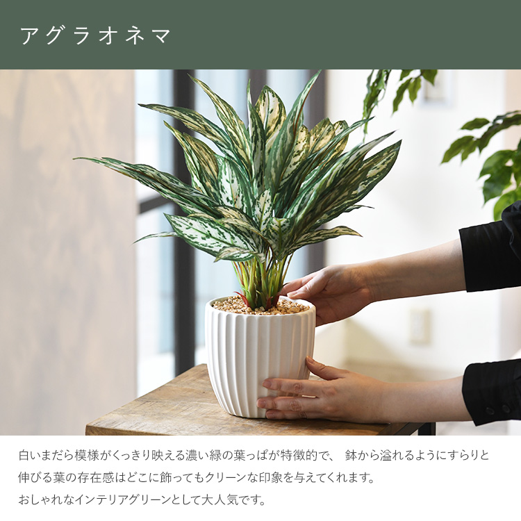 観葉植物 フェイクグリーン インテリアグリーン リラックス 癒し 造花