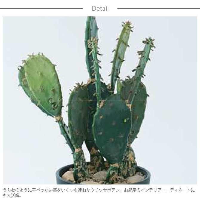 光触媒　人工観葉植物　ウォールグリーン　フェイクグリーン　ウチワサボテンz ga-06998_2.jpg