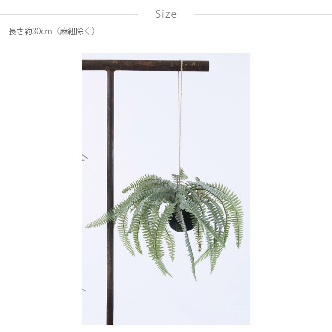 岡山 2日間限定価格 引き取り限定 特大 シダ ボストンファーン 観葉植物 観葉植物 フェイクグリーン シダ ツデー ネフロレピス Brown. ブラウン