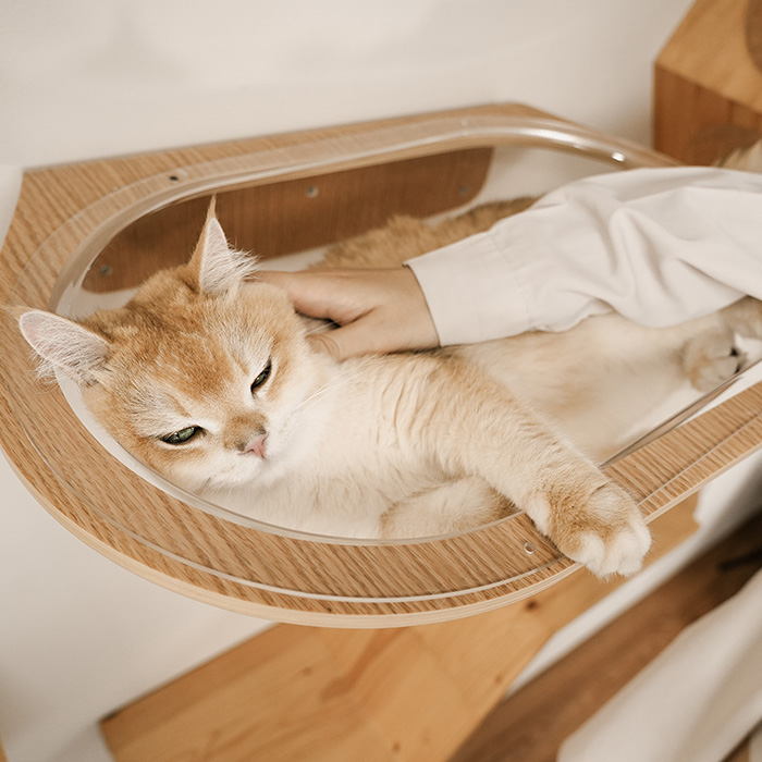 猫用 キャットステップ ベッド 透明 クリア クリアボール MYZOO