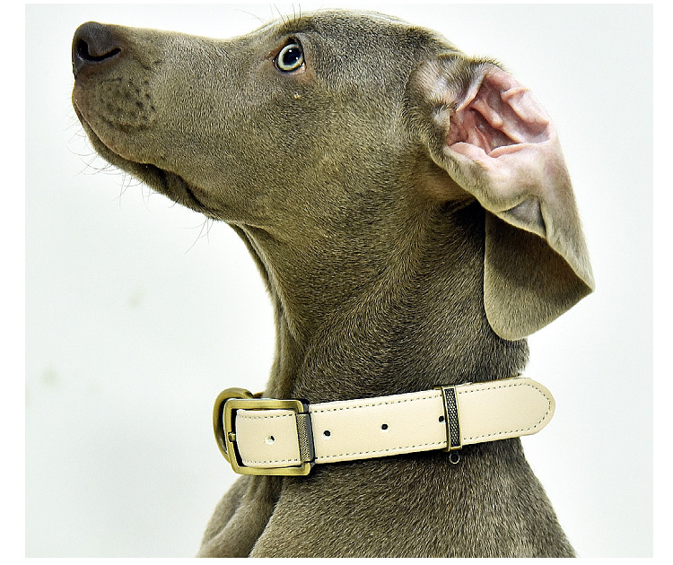 犬 首輪 ベーシック 毛挟まれ防止 犬首輪 革 おしゃれ かわいい 猫 小型犬 犬の首輪 チワワ トイプードル いぬ くびわ 犬用品 送料無料 XSサイズ  :collar2021-b-1:Beanspet - 通販 - Yahoo!ショッピング
