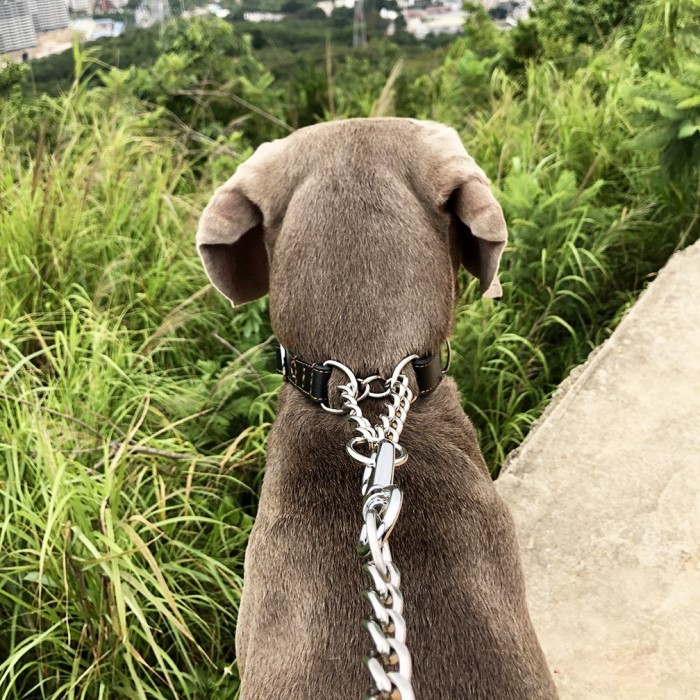 犬 ハーフチョーク 本革 首輪 犬首輪 革 おしゃれ かわいい 中型犬 犬の首輪 柴犬 フレンチブルドッグ いぬ くびわ レザー 犬用品 送料無料  Mサイズ :C-1:Beanspet - 通販