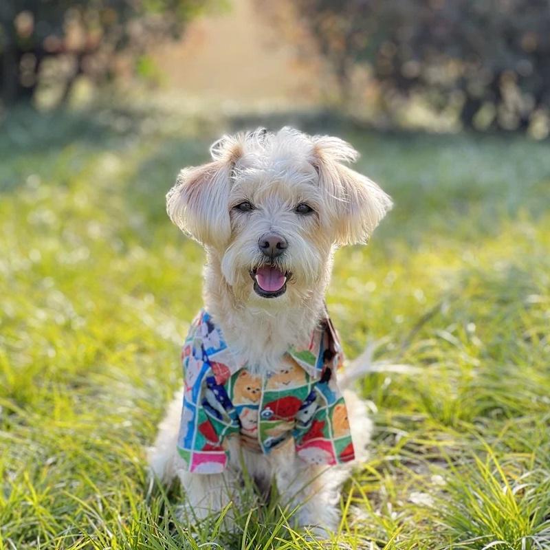 犬シャツ カラフル わんわん柄 シャツ ブランド 犬服 犬 服 犬の服
