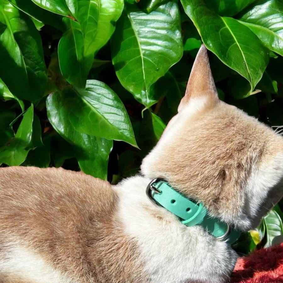 犬用首輪 本革 牛ヌメ革 名入れ無料 名前入り刻印 日本製 猫 超小型犬