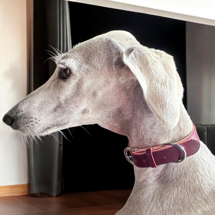 犬用首輪 本革 牛ヌメ革 名入れ無料 名前入り刻印 日本製 中型犬 大型