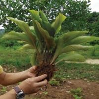 クロガリンガル