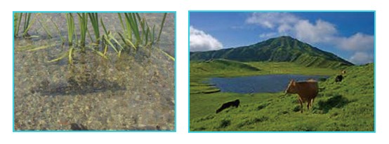 サクラントリートメントカラー