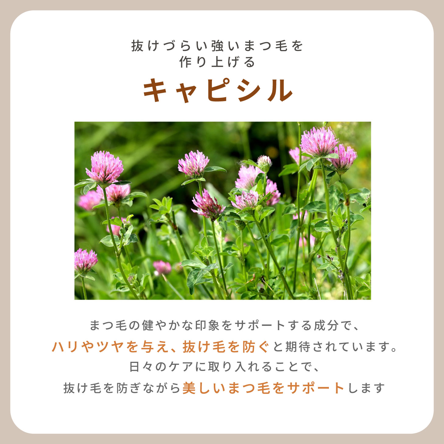 ラシックユー La chicyou 6ml まつ毛美容液 まつげ美容液 ヒト
