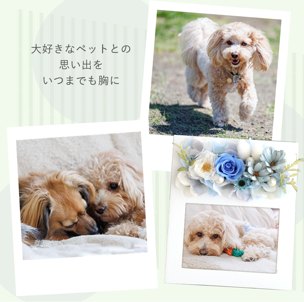 プリザーブドフラワー フォトフレーム プレシャスメモリーズ 結婚祝い 誕生日祝い 新築祝い 写真立て 写真入り L判 敬老の日 母の日 プリント | Belle Vie | 19
