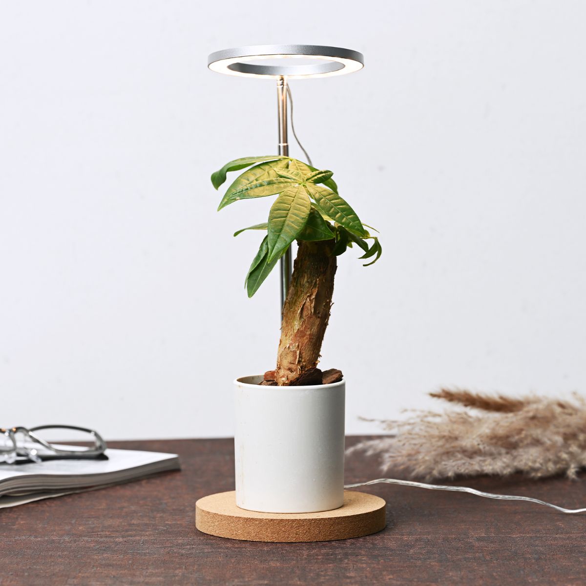 植物育成用LEDライト　「オロハライト」 〜oroha light〜　植物育成に適したLEDライト　コンパクトで、タイマー付き　２色のカラーでインテリアを演出 |  | 02