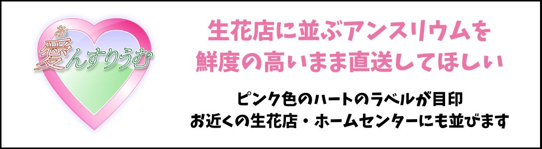 ANTHICAL アンシカル - Yahoo!ショッピング