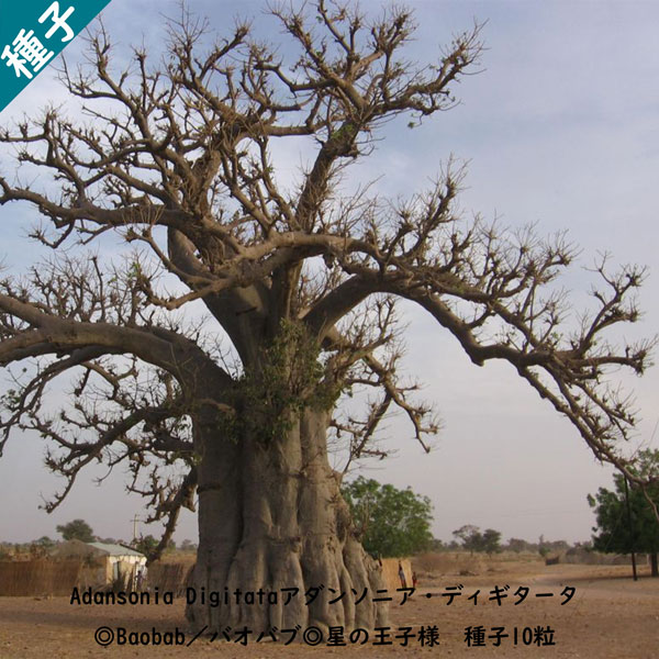 アダンソニア ディギタータ Adansonia_digitata 種子10粒 : adansonia-digitata-10 : Berry&P -  通販 - Yahoo!ショッピング