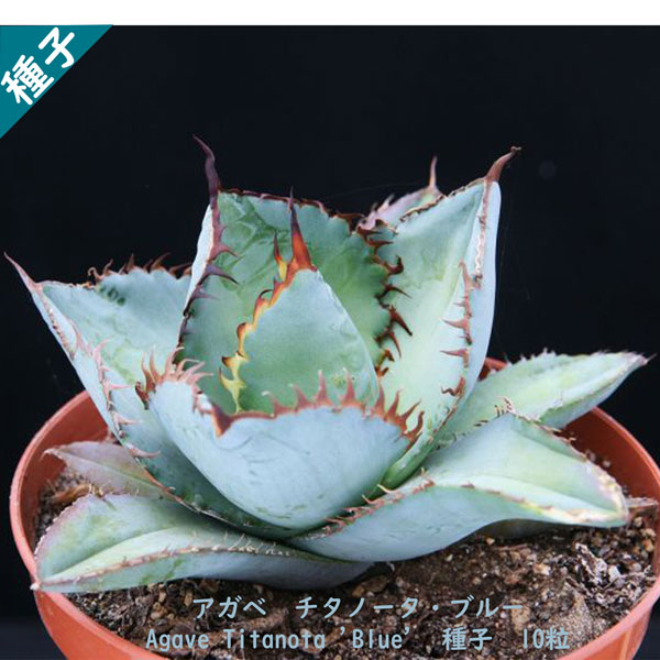 多肉植物 種子 種 ツルボラン科 リュウゼツラン属 Agave Titanota Blue アガベ チタノータ・ブルー 種子10粒 : agave-titanota-blue-10  : Berry&P - 通販 - Yahoo!ショッピング