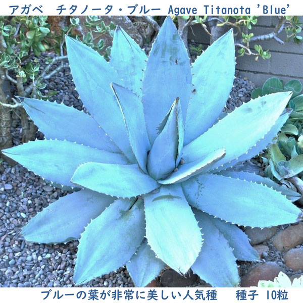 多肉植物 種子 種 ツルボラン科 リュウゼツラン属 Agave Titanota Blue アガベ チタノータ・ブルー 種子10粒