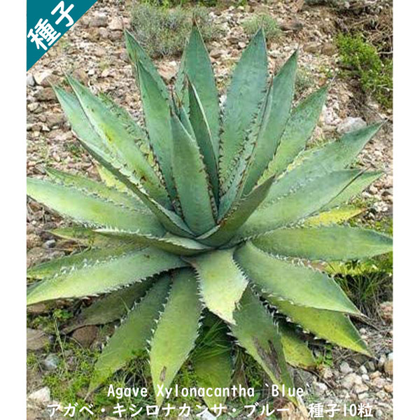 多肉植物 種子 種 酒呑童子 ツルボラン科 リュウゼツラン属 Agave Xylonacantha `Blue` アガベ キシロナカンサ ブルー  種子10粒 : agave-xylonacantha-10 : Berry&P - 通販 - Yahoo!ショッピング