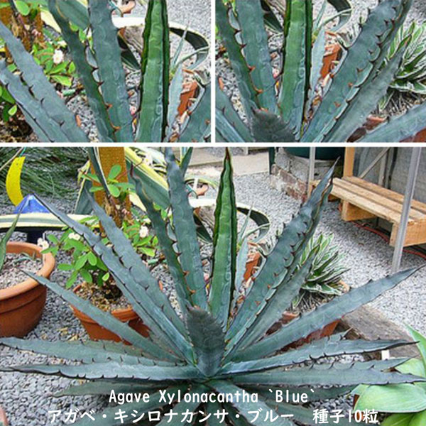 多肉植物 種子 種 酒呑童子 ツルボラン科 リュウゼツラン属 Agave Xylonacantha `Blue` アガベ キシロナカンサ ブルー  種子10粒