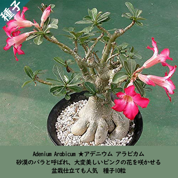 多肉植物 塊根植物 種子 種 盆栽 砂漠のバラ キョウチクトウ科 Adenium Arabicum-アデニウム アラビカム 種子10粒