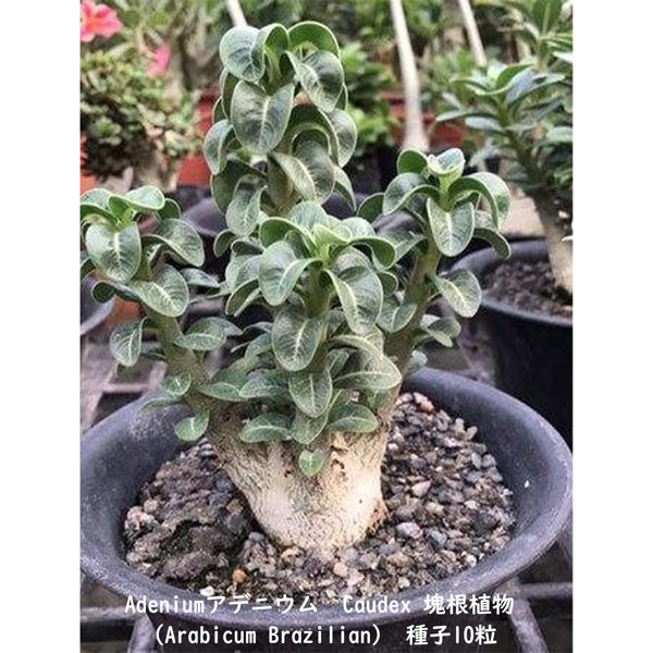 多肉植物 塊根植物 種子 種 キョウチクトウ科 Caudex Adenium Arabicum Brazilian アデニウム アラビカム  ブラジリアン　種子10粒