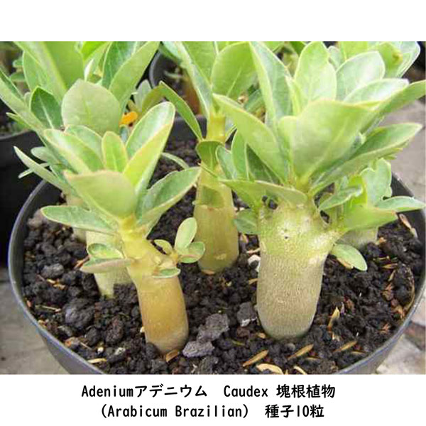 多肉植物 塊根植物 種子 種 キョウチクトウ科 Caudex Adenium Arabicum Brazilian アデニウム アラビカム  ブラジリアン 種子10粒 :adenium-arabicum-brazilian-10:BerryP 通販 