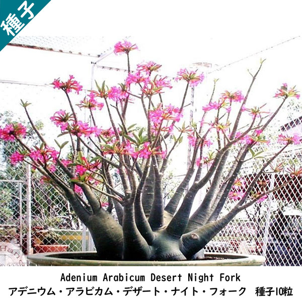 多肉植物 塊根植物 種子 種 Adenium Arabicum Desert Night Fork アデニウム アラビカム デザート ナイト フォーク  種子10粒