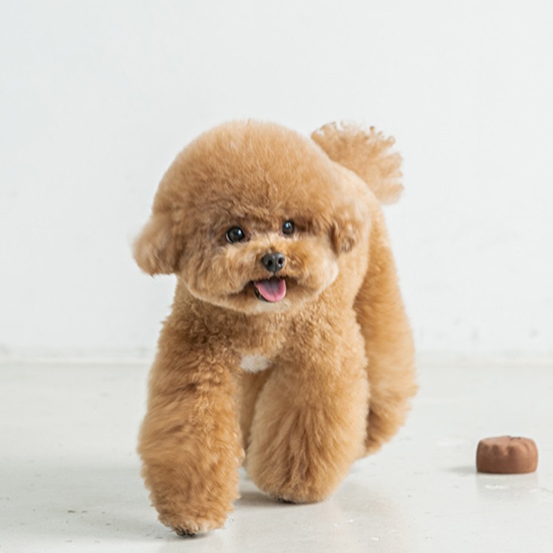 犬 ノーズワーク  