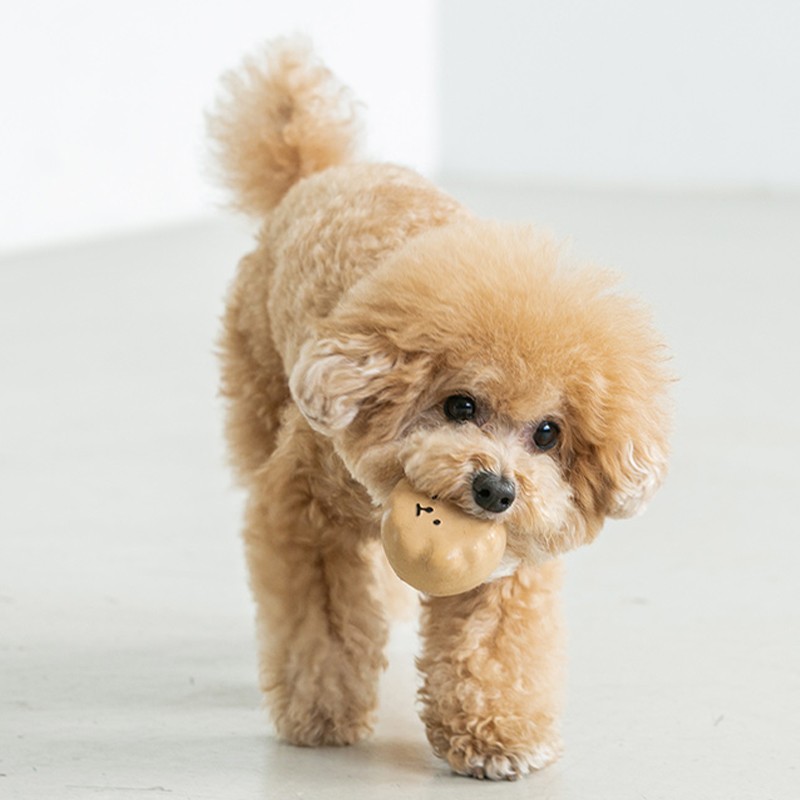 犬 くま  