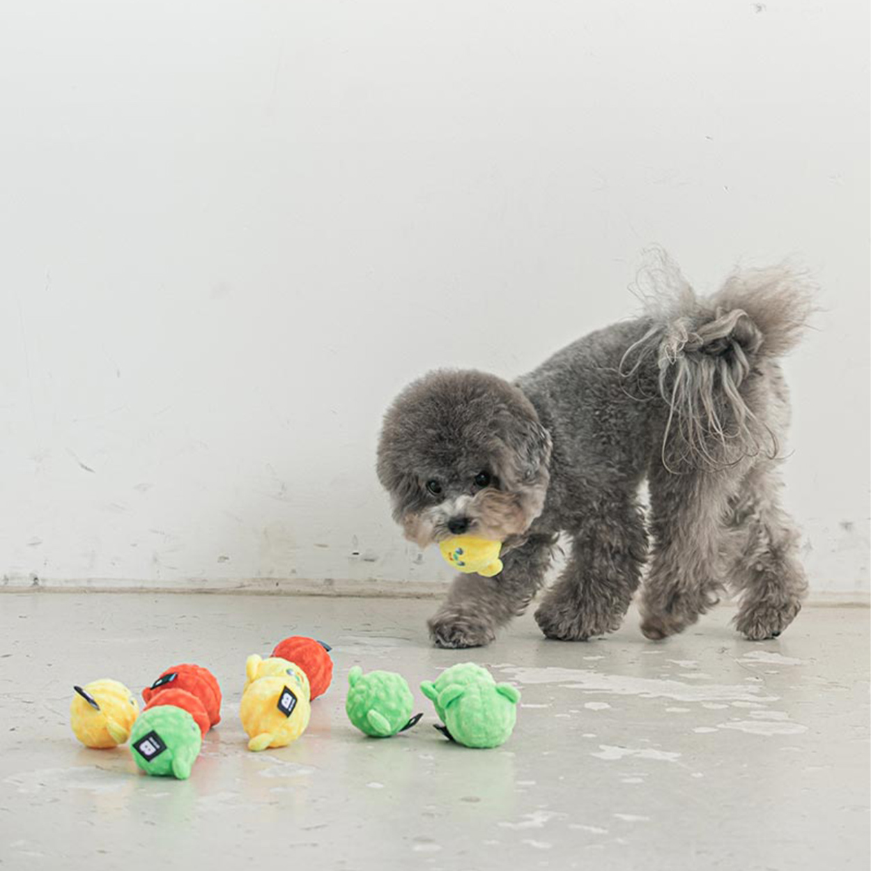 犬 ノーズワーク 
