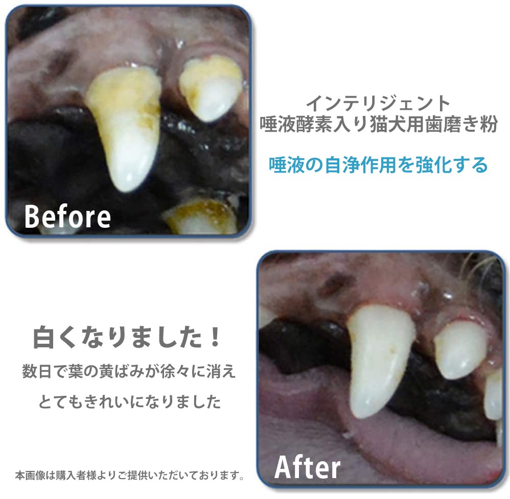 犬 猫 はみがき粉 Intelligent インテリジェント 酵素入り猫犬用歯磨き粉 80g 歯の黄ばみ取れ 茶色の色素沈着を落とす 歯石除去 口臭対策 ペットの歯みがき Intelligent80 Best Friends 通販 Yahoo ショッピング