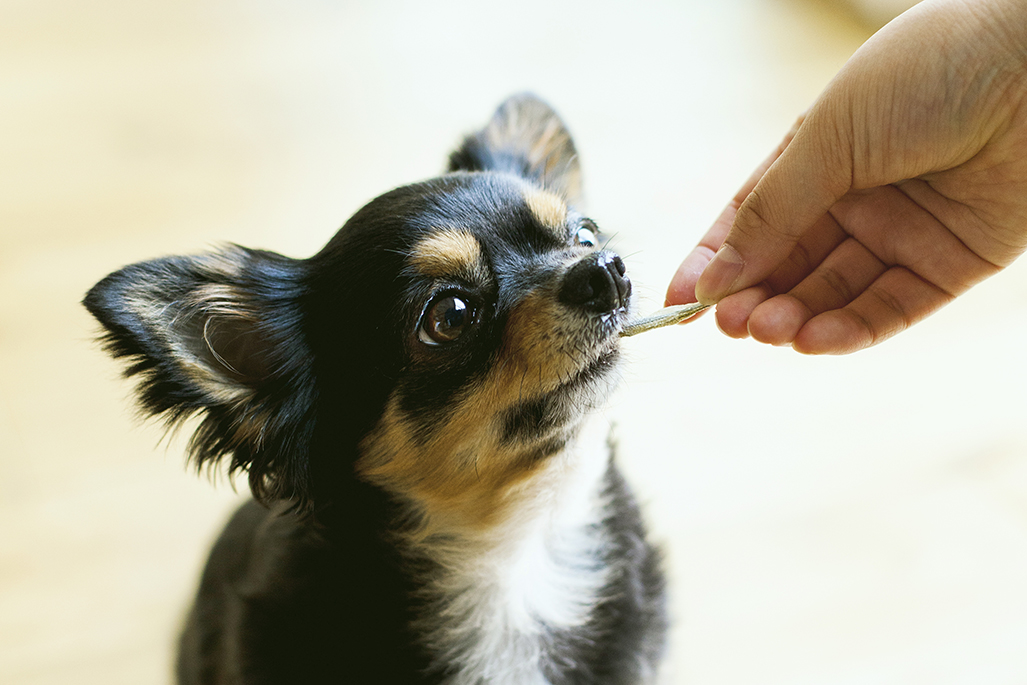 希少 バーバリー 珍品 フォックス 狐 FOX ブローチ 犬 dog 希少
