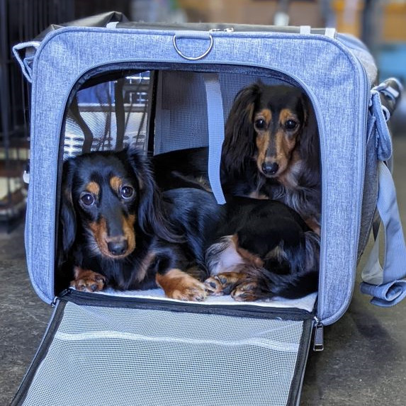専門家監修】ペットキャリーバッグ ケース カート 犬猫兼用 中型犬 専門家監修】ペットキャリーバッグ ケース カート 犬猫兼用 中型犬