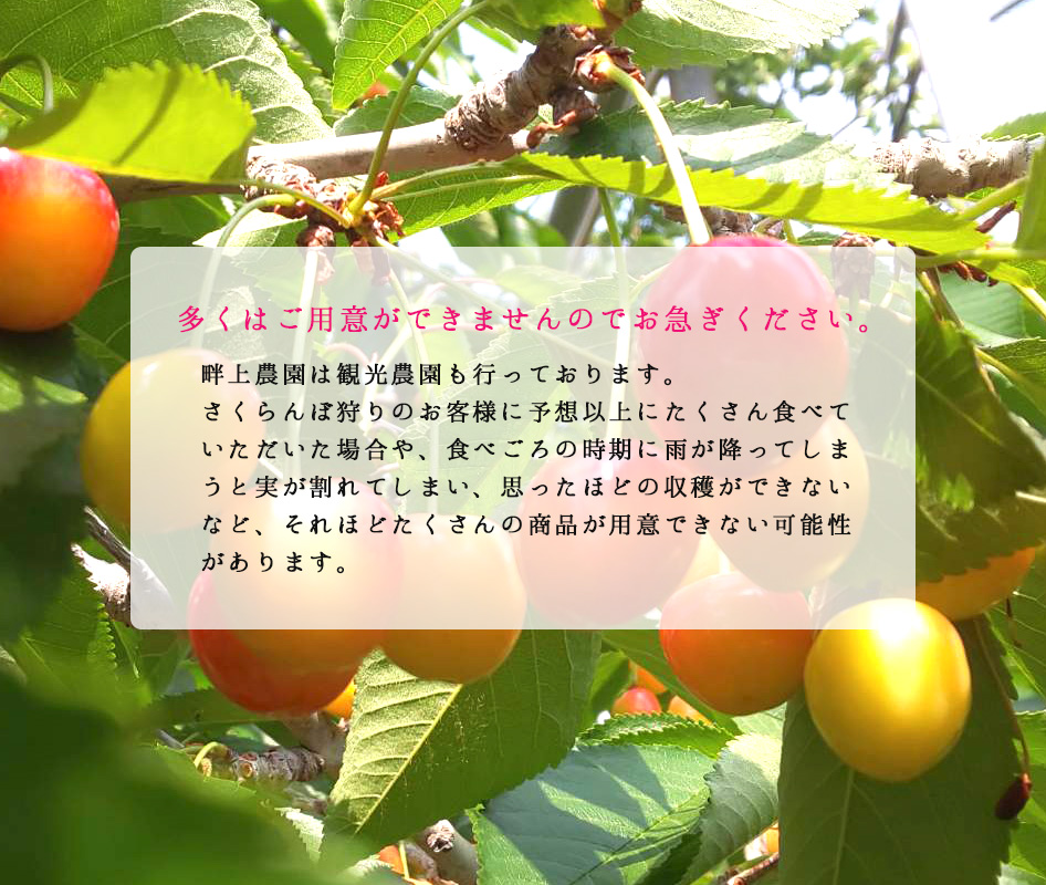 さくらんぼ Fruits Craft Cider サクランボサイダー 30缶: 全農ライフ