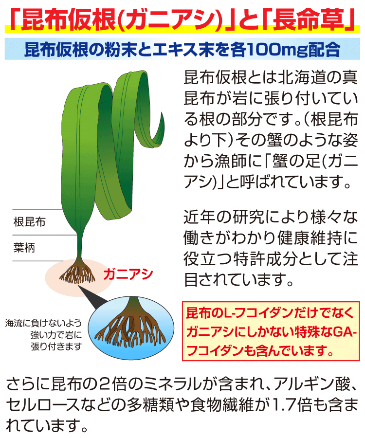 フコイダン ライフ・ナノ 12箱セット 吸収5〜10倍 低分子ではなく 高分子 ナノフコイダン フコイダンエキス :FLN-05:フコイダンライフSHOP・Yahoo!店  - 通販 - Yahoo!ショッピング