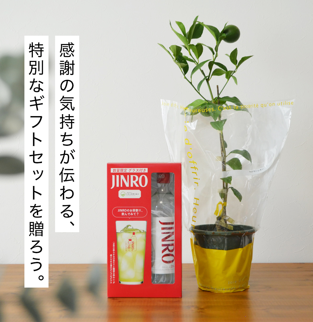 JINRO（眞露） 敬老の日 お酒 ギフト 送料無料 レモンの木とJINRO