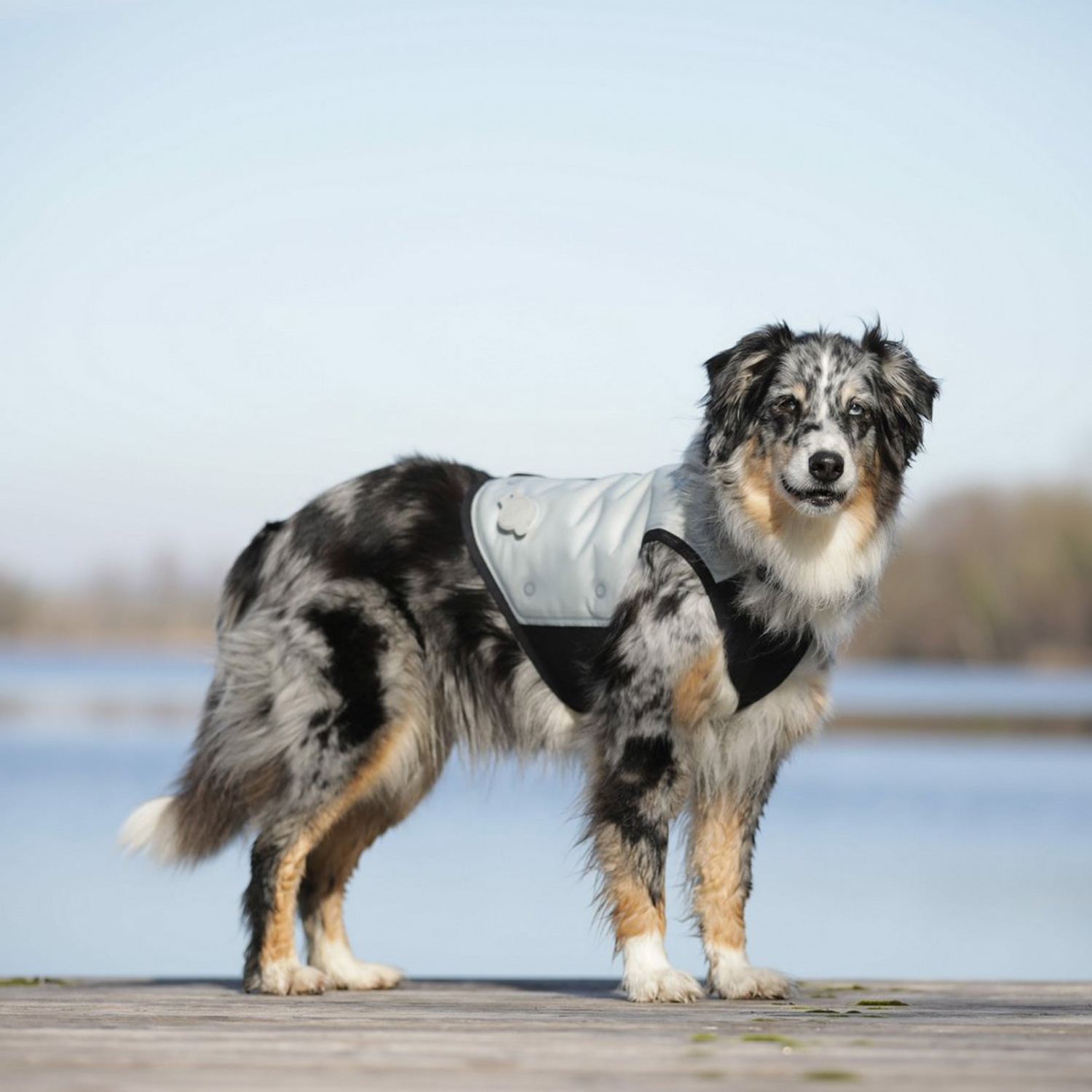 カニクール CANI COOL 犬 ひんやり グッズ 夏服 ドッグウェア XL
