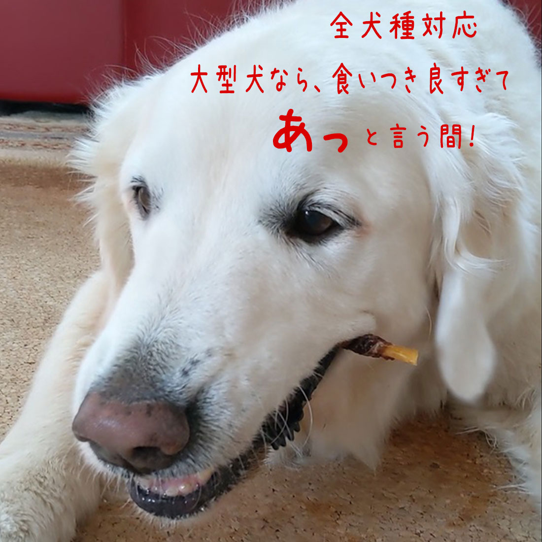 スーパーカムイ2kg 大きかっ 犬猫のトレーニングおやつフード
