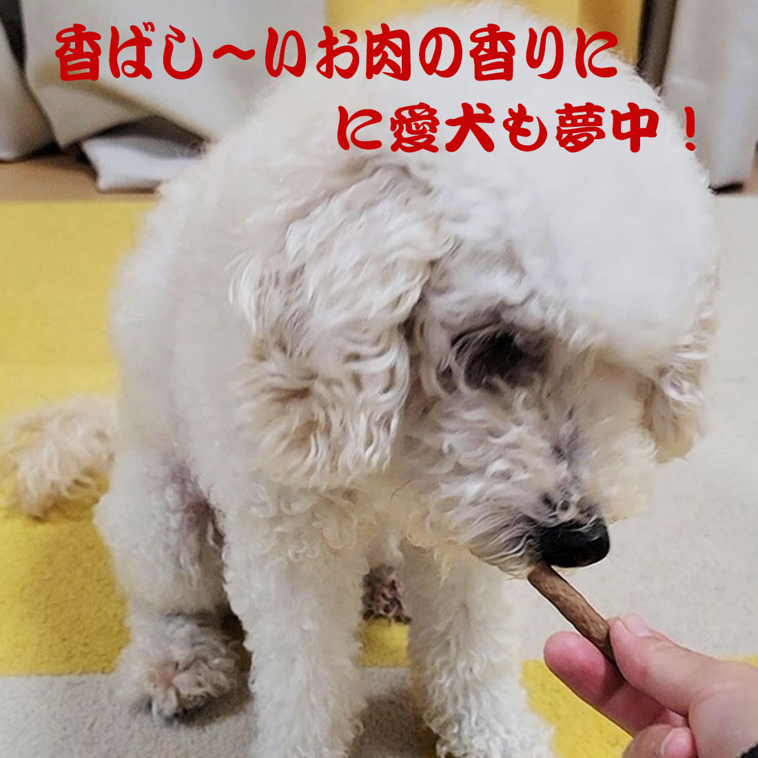 犬 おやつ 犬のおやつ 無添加 国産 鹿 鹿肉 ジャーキー 低脂肪 ドッグフード 犬用おやつ 犬おやつ 鹿肉ジャーキー アレルギー 長持ち 小型犬 中型 犬 大型犬 : sicamuten : Brownie Sweet - 通販 - Yahoo!ショッピング