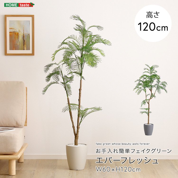 エバーフレッシュ曲がり❗️大型観葉植物！高さ145◎！沖縄産！ボリューム◎ エバーフレッシュ曲がり❗️大型観葉植物！高140◎！ボリューム
