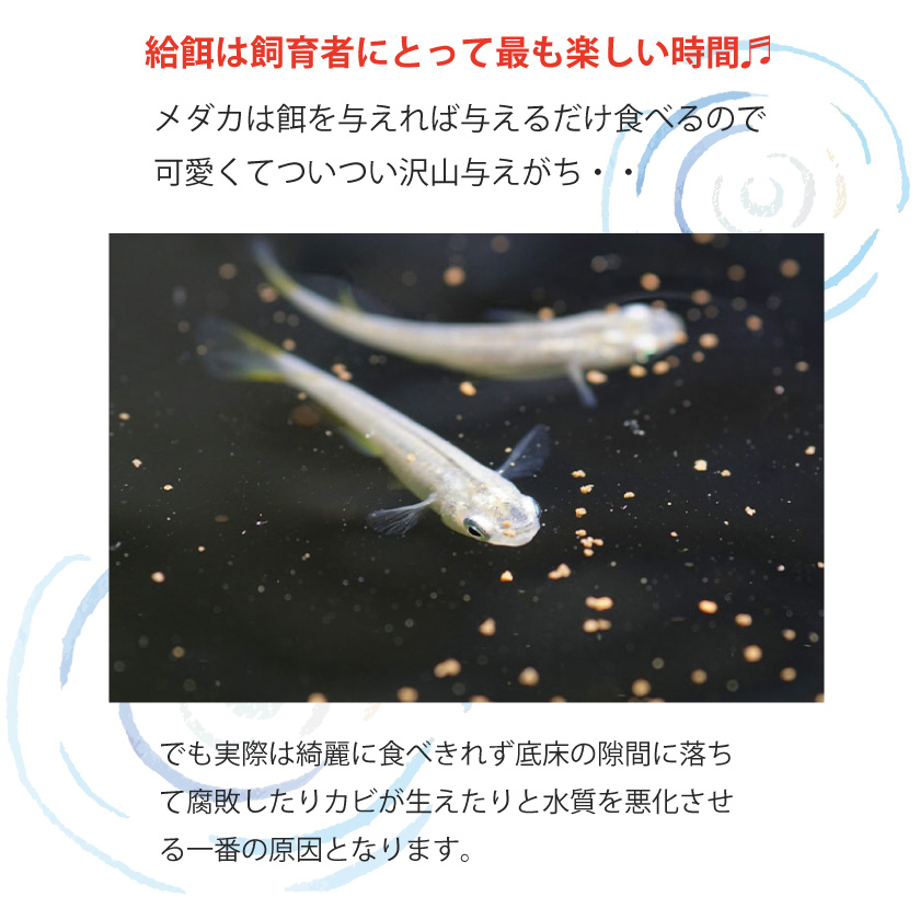 \エサの拡散を防ぎ、食べ残し、水汚れ防止!/ メダカ食堂 めだか エサ 食べ残し 容器 金魚 餌 受け皿 浮上性 沈下性 水の汚れ 拡散防止 水槽 アクアリウム 関連画像3