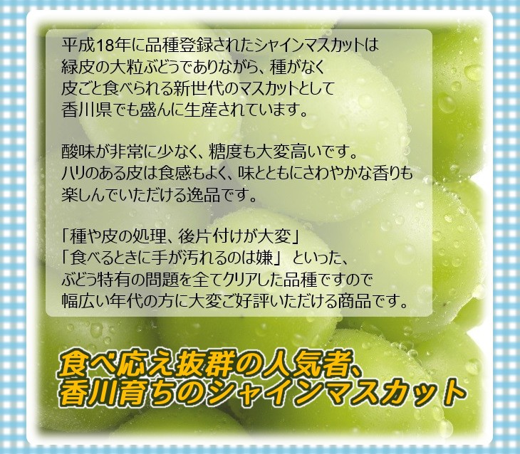香川県産 シャインマスカット 秀品 約600g...の詳細画像4