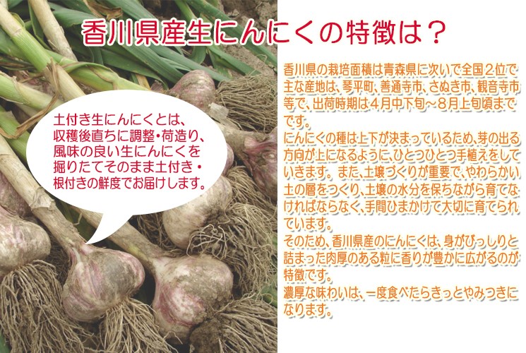 2026年5月発送】土付きにんにく 約5kg | 香川県高松市