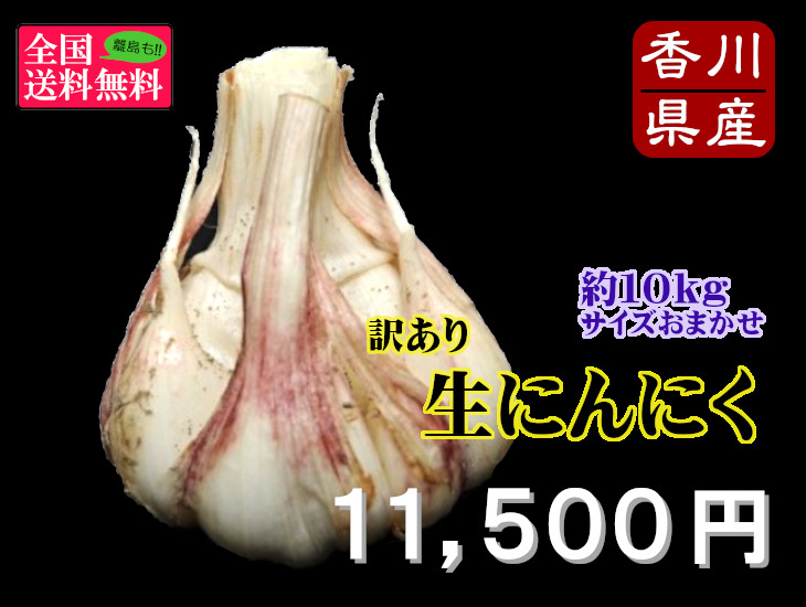 令和7年度 香川県産 生にんにく　10kg 予約販売】令和7年5月収穫 香川県産乾燥にんにくお徳用1
