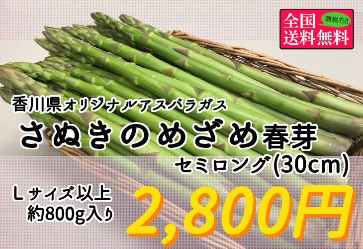 香川県オリジナルアスパラガス さぬきのめざめセミロング春芽 Ｌサイズ