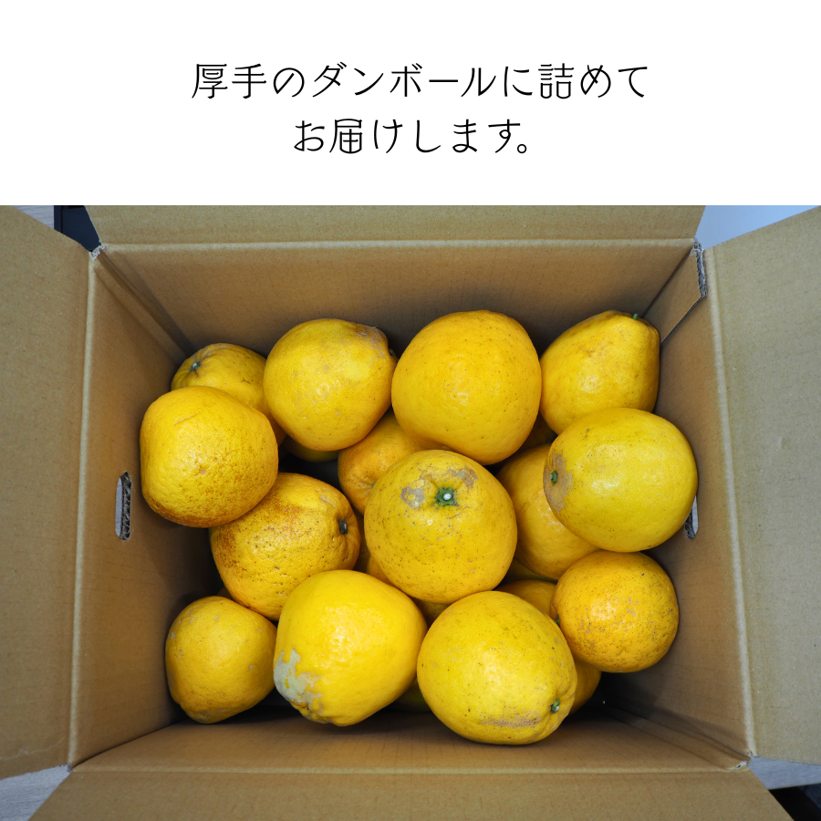 河内晩柑 10kg 愛媛県産 訳あり 家庭用 美生柑 宇和ゴールド
