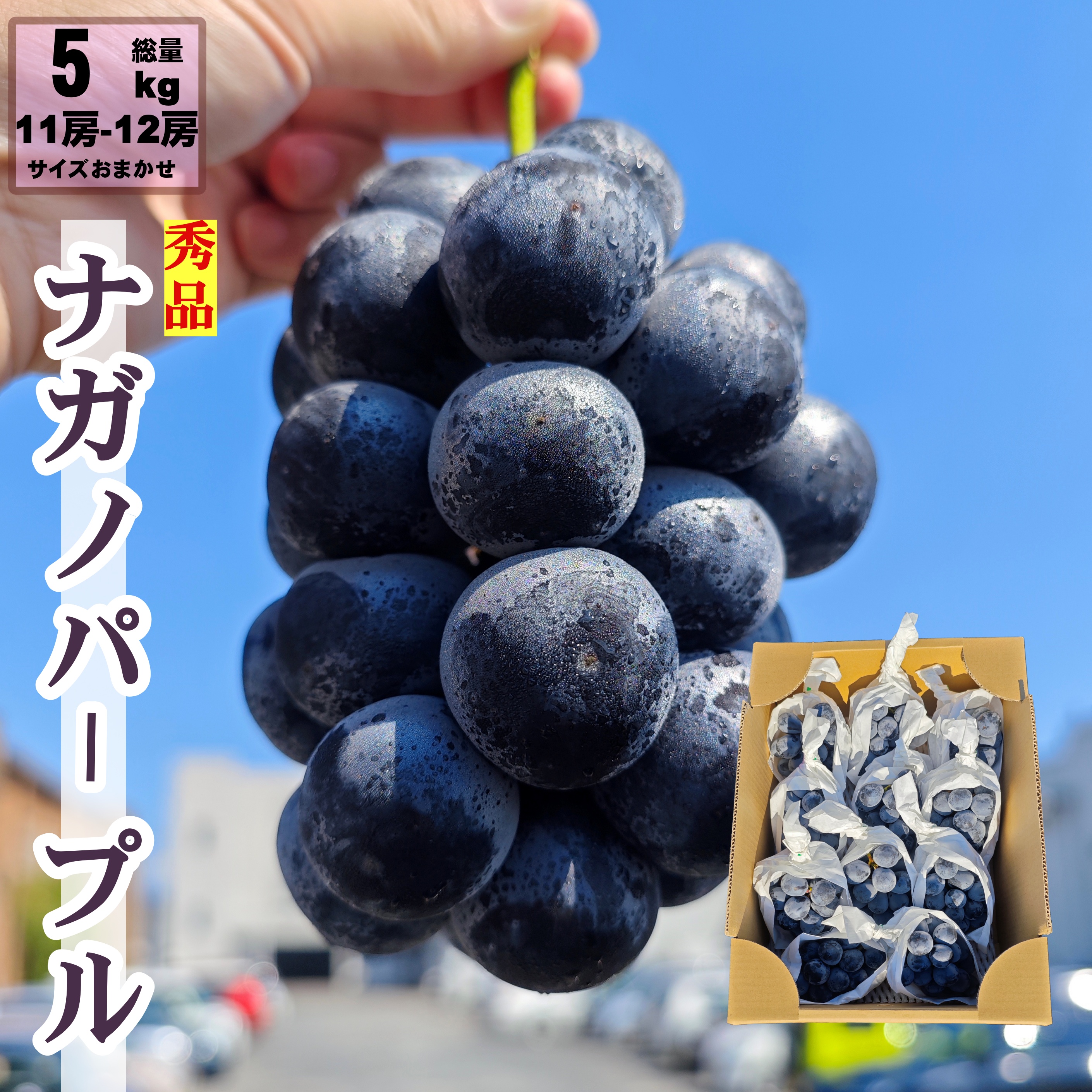 ナガノパープル 5kg 11房 ~ 12房 種なし 高級黒ぶどう 長野県産 サイズ 