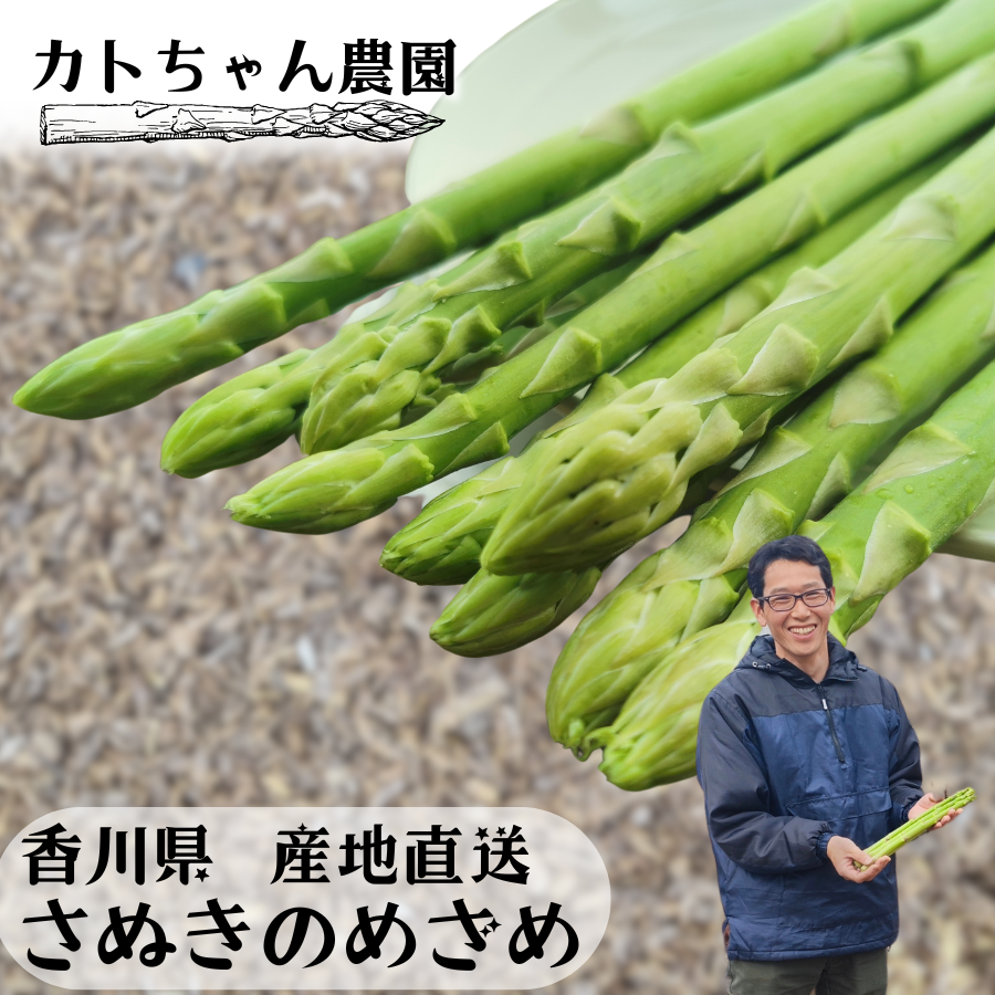 アスパラガス さぬきのめざめ 春芽 訳あり 香川県産 セミロング 30cm